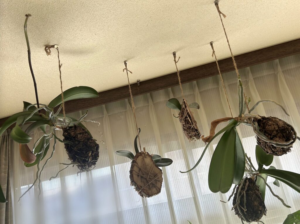 胡蝶蘭苔育成