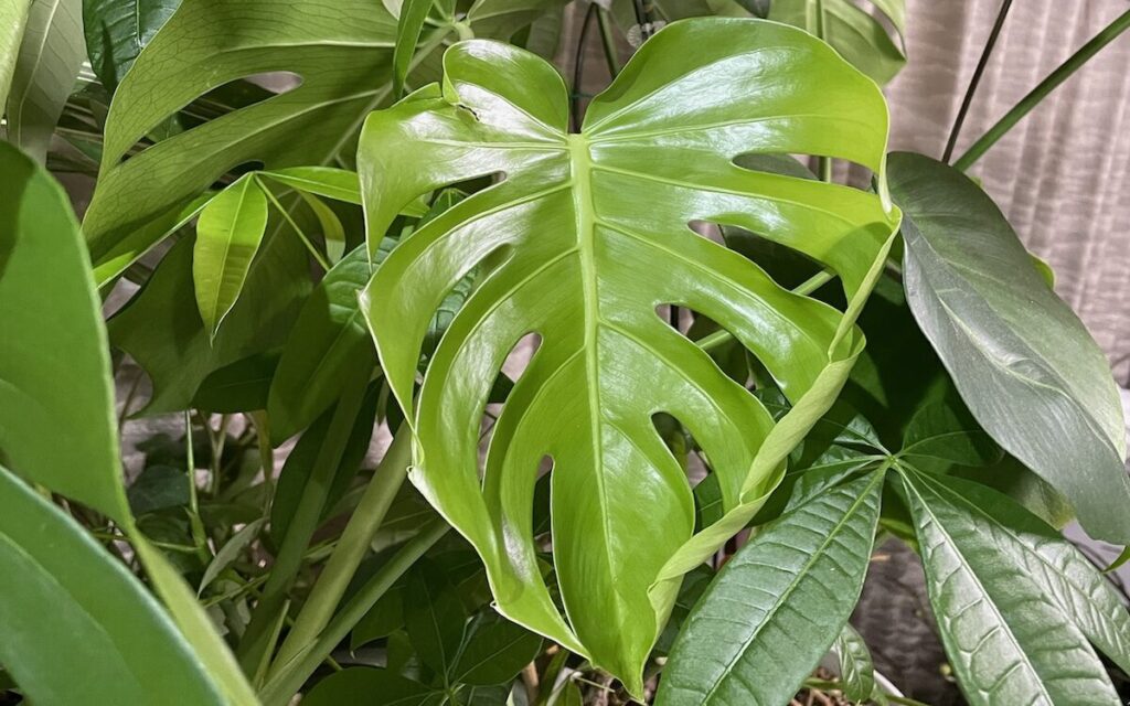 モンステラ｜深い切れ込みの葉
