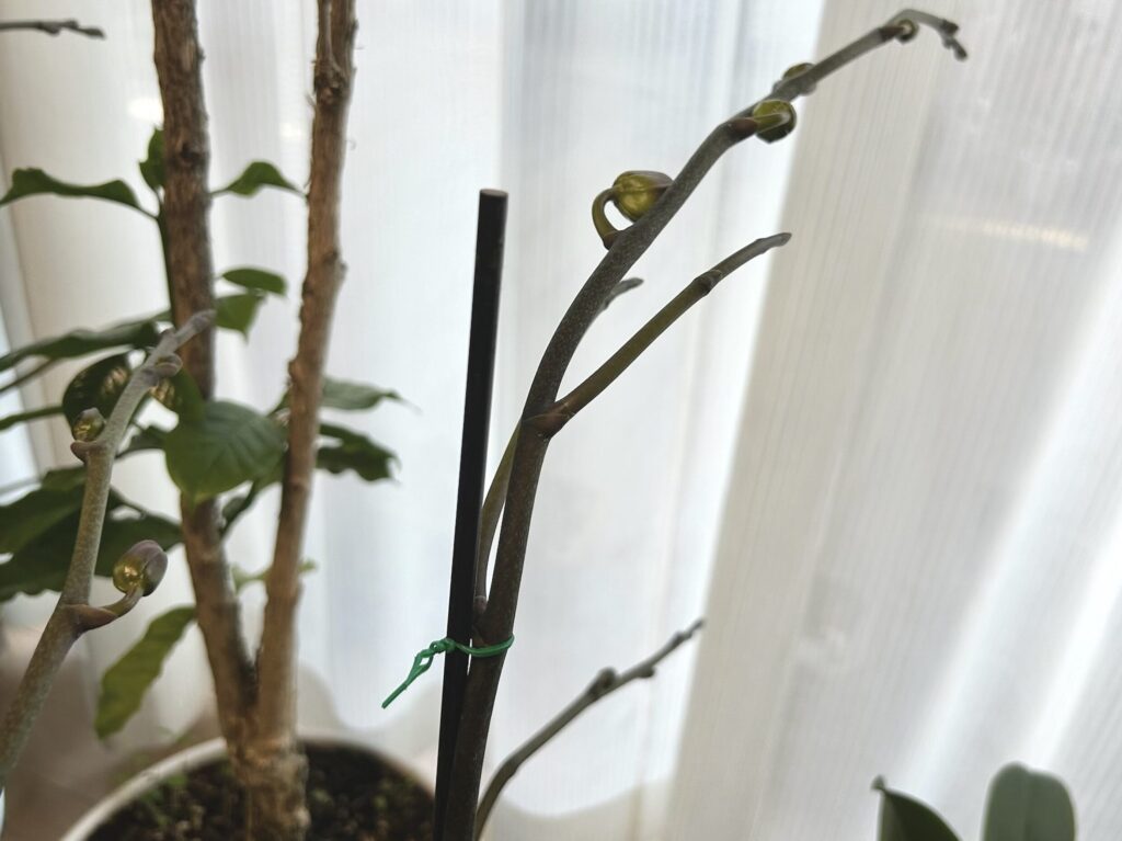 胡蝶蘭育成vol21-花茎が2つに成長している様子。