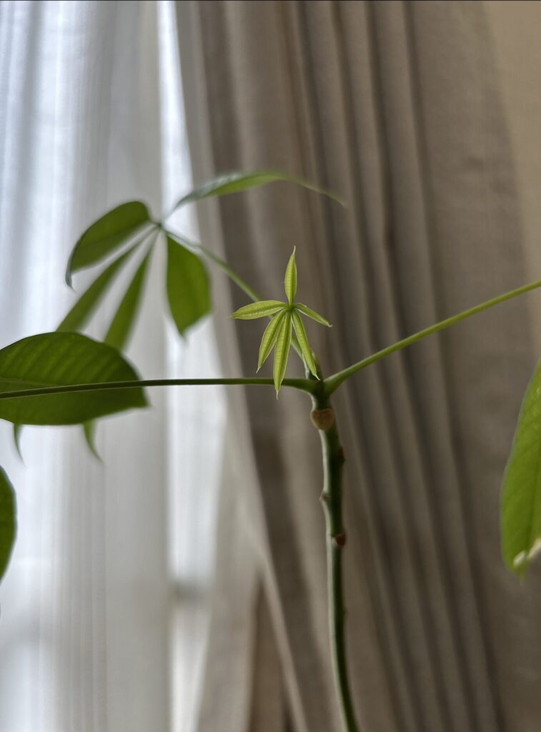 鉢育成のパキラから待望の新芽が出た様子