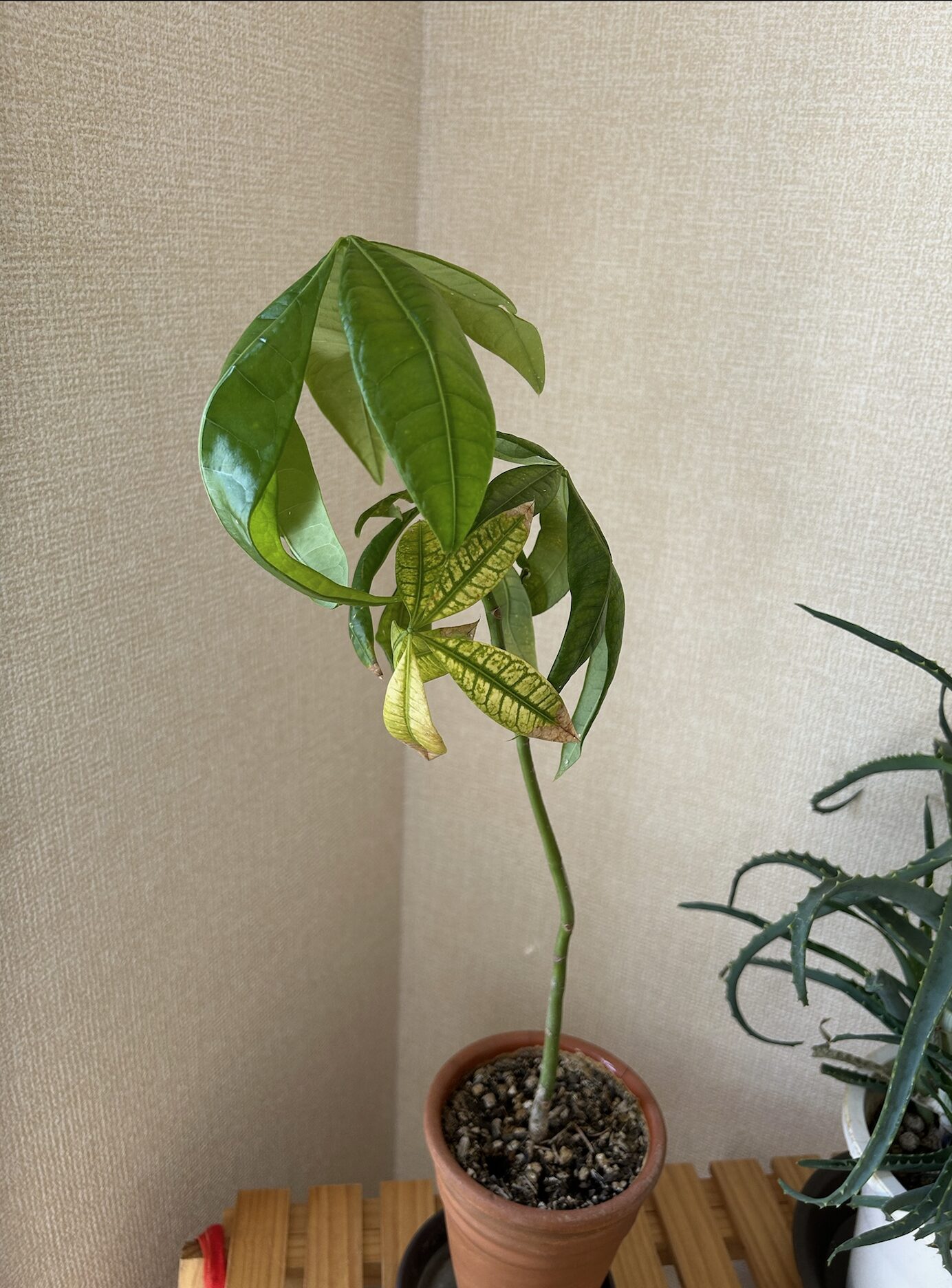 順調だったはずなのに最近元気がなくなってしまいました
葉が丸まり、黄色く変色しているものも。元気がないように見えて心配に……。