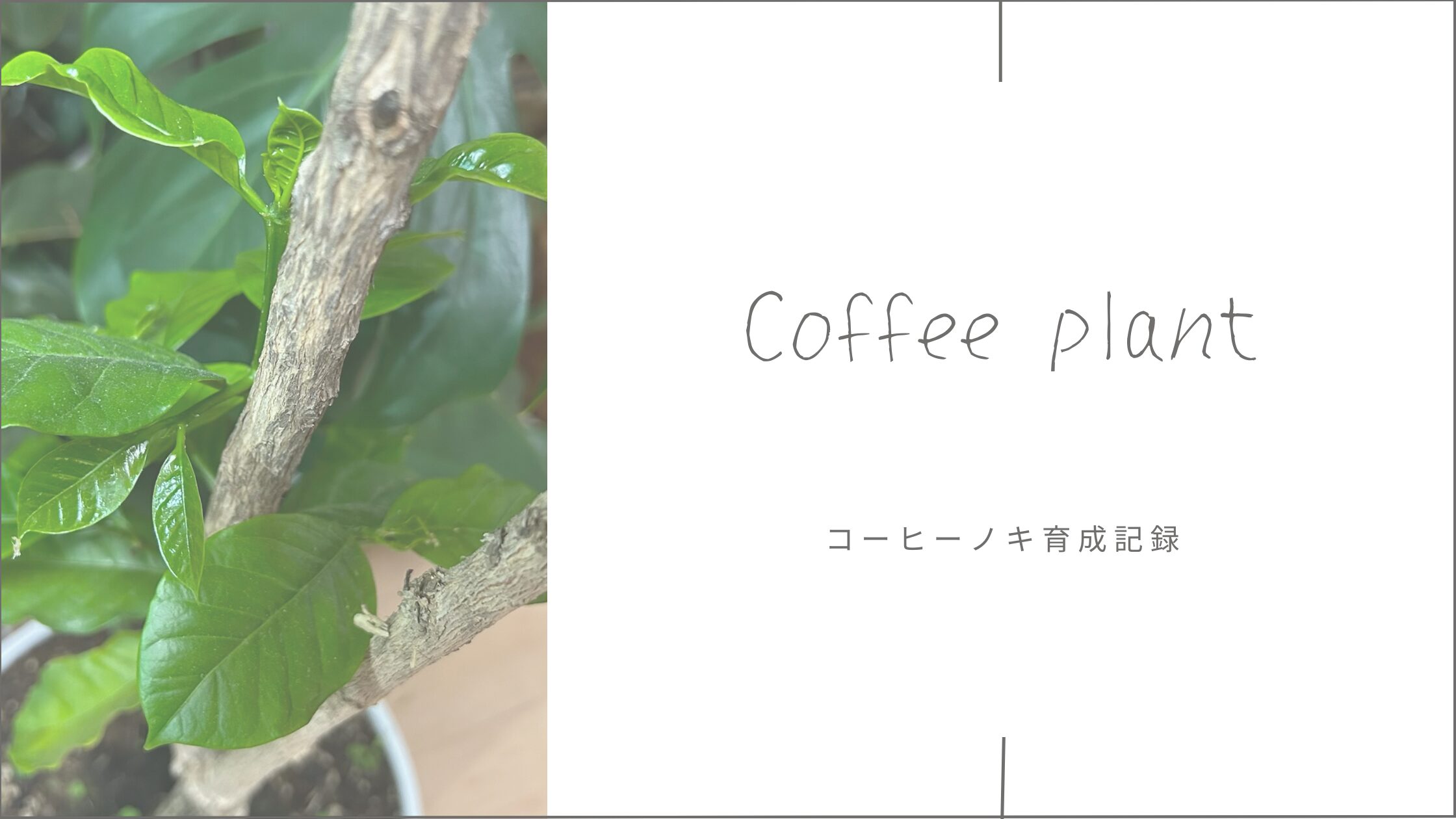 コーヒーノキ成記録-アイキャッチ画像。