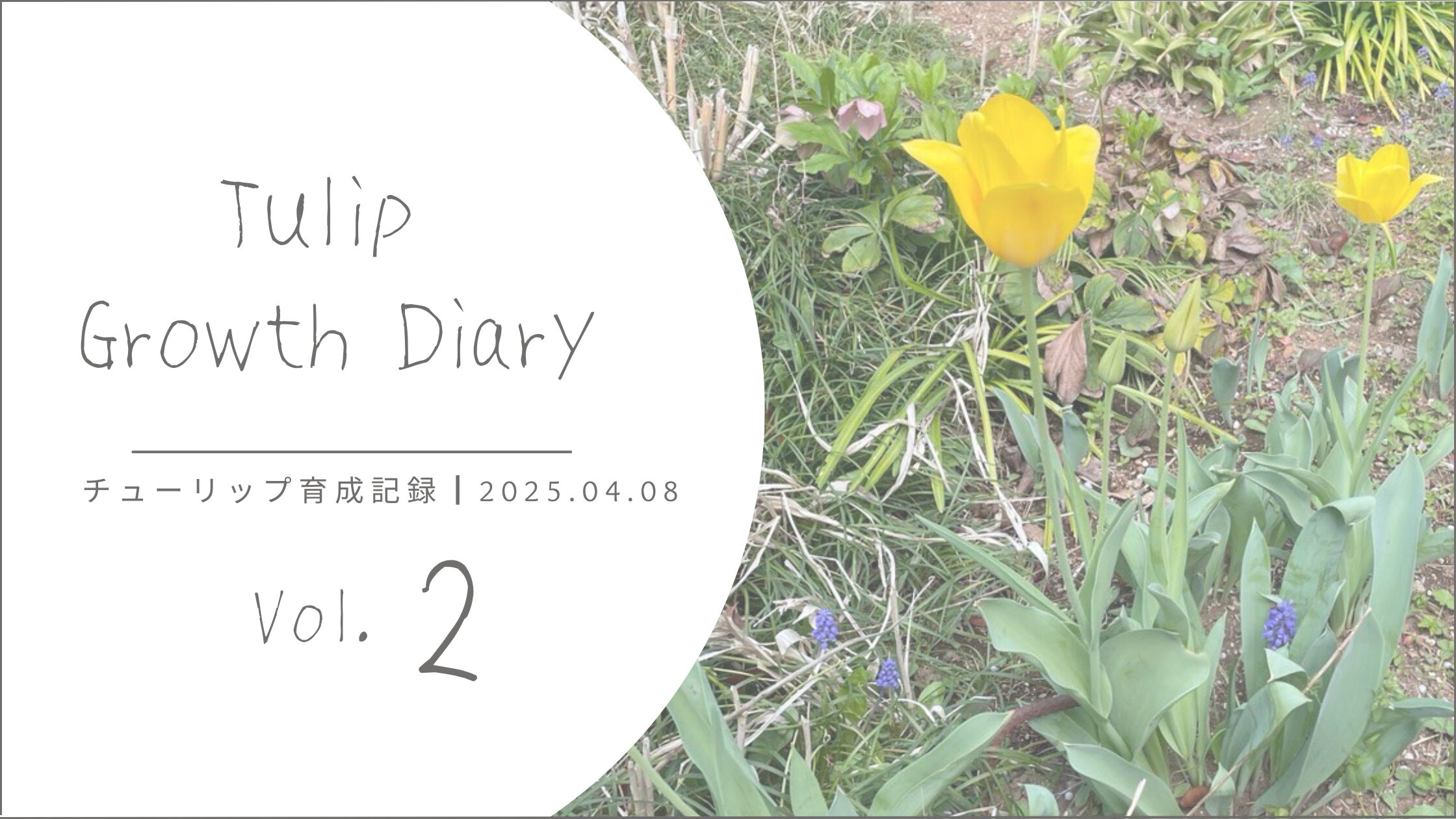 チューリップ育成記録 アイキャッチ画像。
