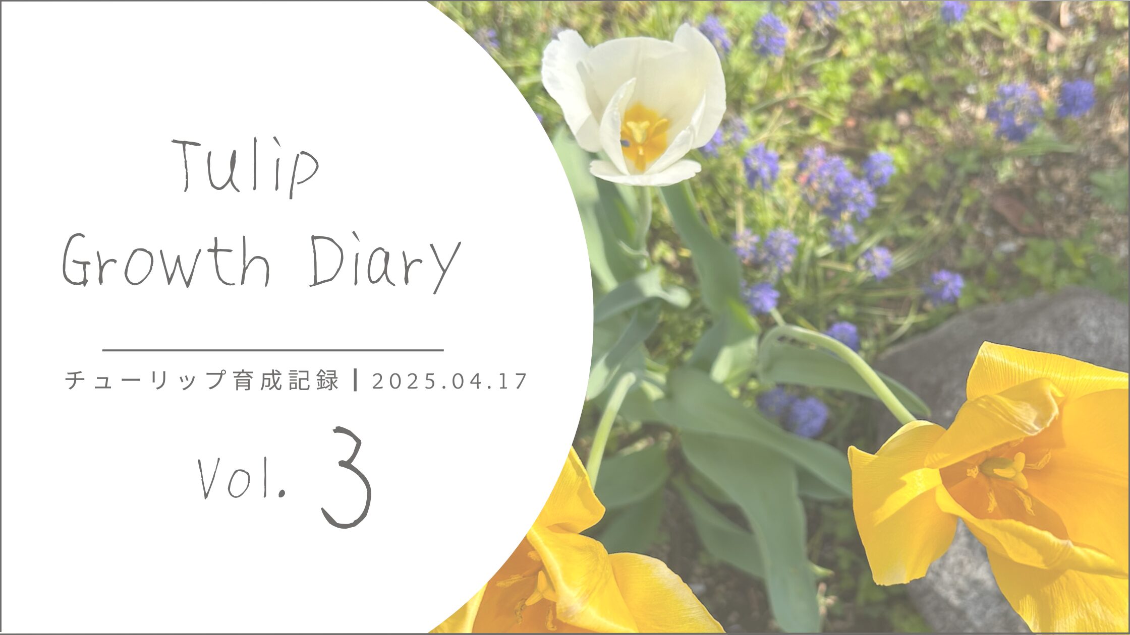 チューリップ育成記録 アイキャッチ画像。