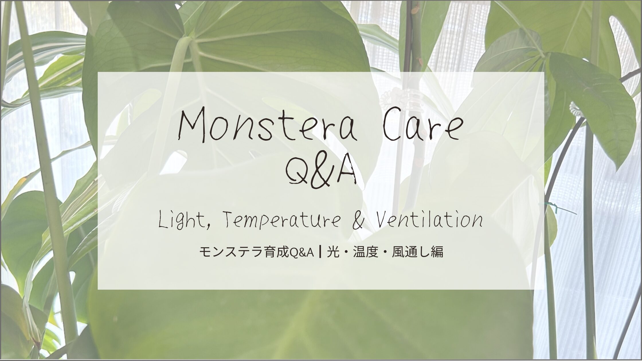 モンステラ育成Q&A┃光・温度・風通し-アイキャッチ画像。