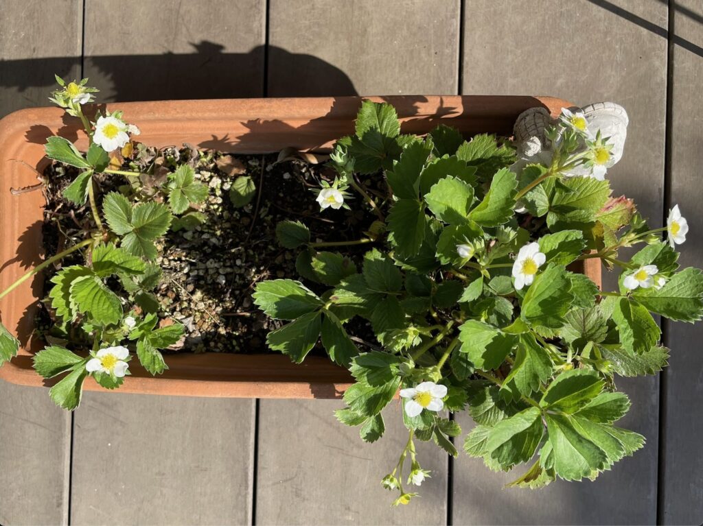 いちご の花が咲いた様子。