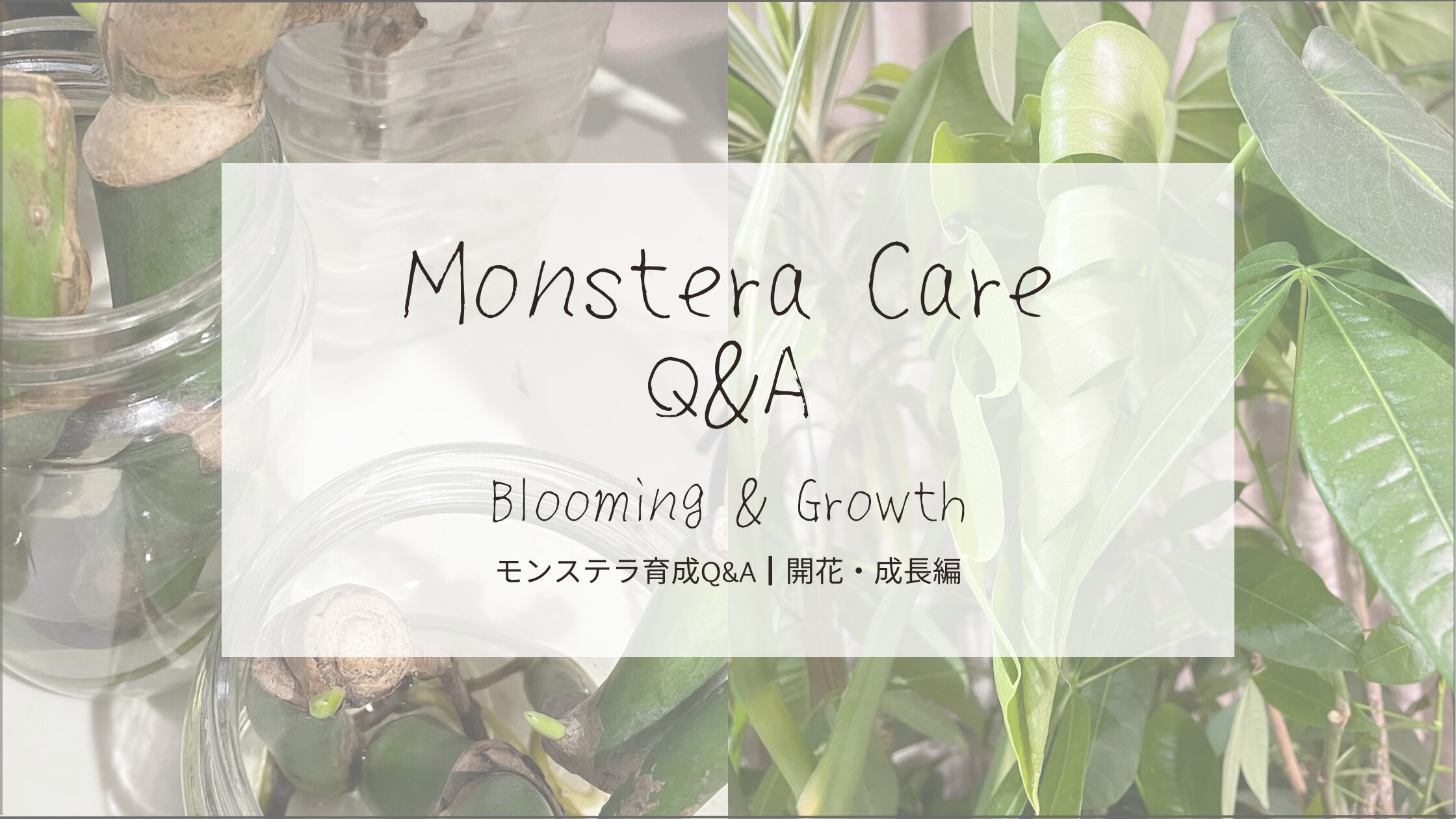 モンステラ育成Q&A┃開花・成長-アイキャッチ画像。