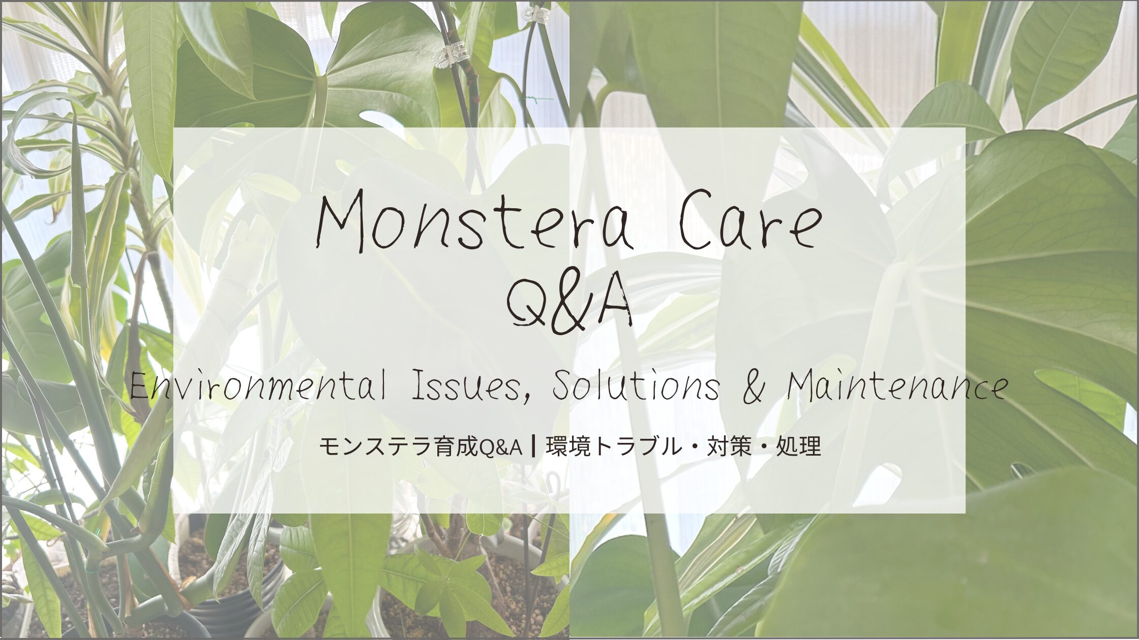 モンステラ育成Q&A┃環境トラブル・対策・処理-アイキャッチ画像。