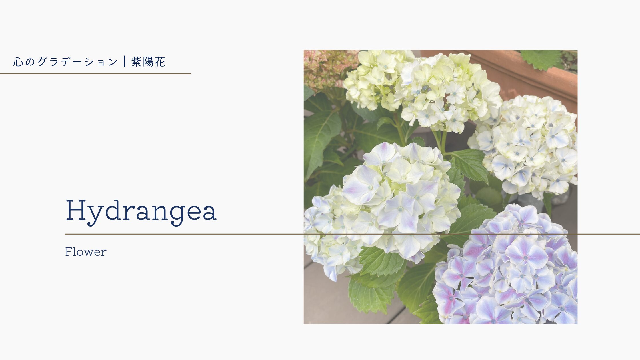Hydrangea