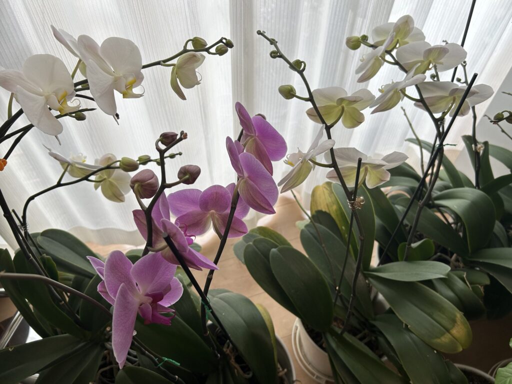 鉢植え育成の胡蝶蘭たちの様子。