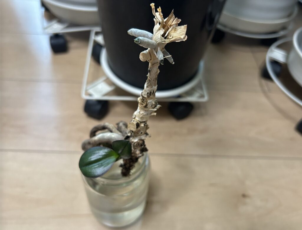 瓶育成の胡蝶蘭