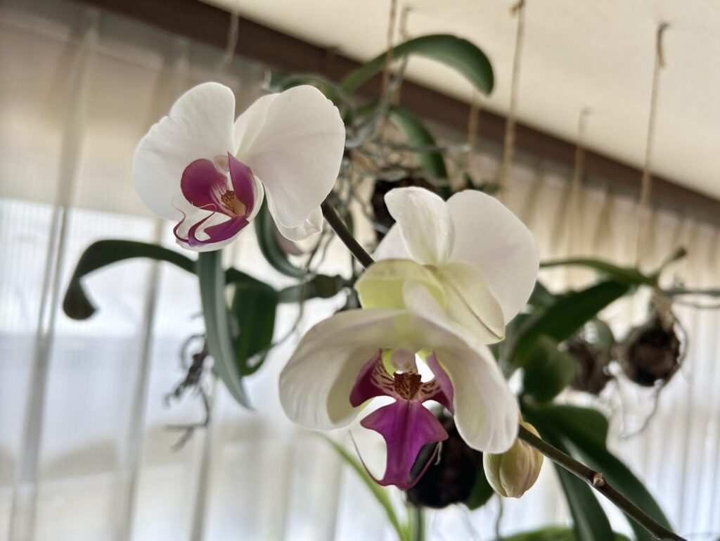 苔育成・白地にピンクの胡蝶蘭