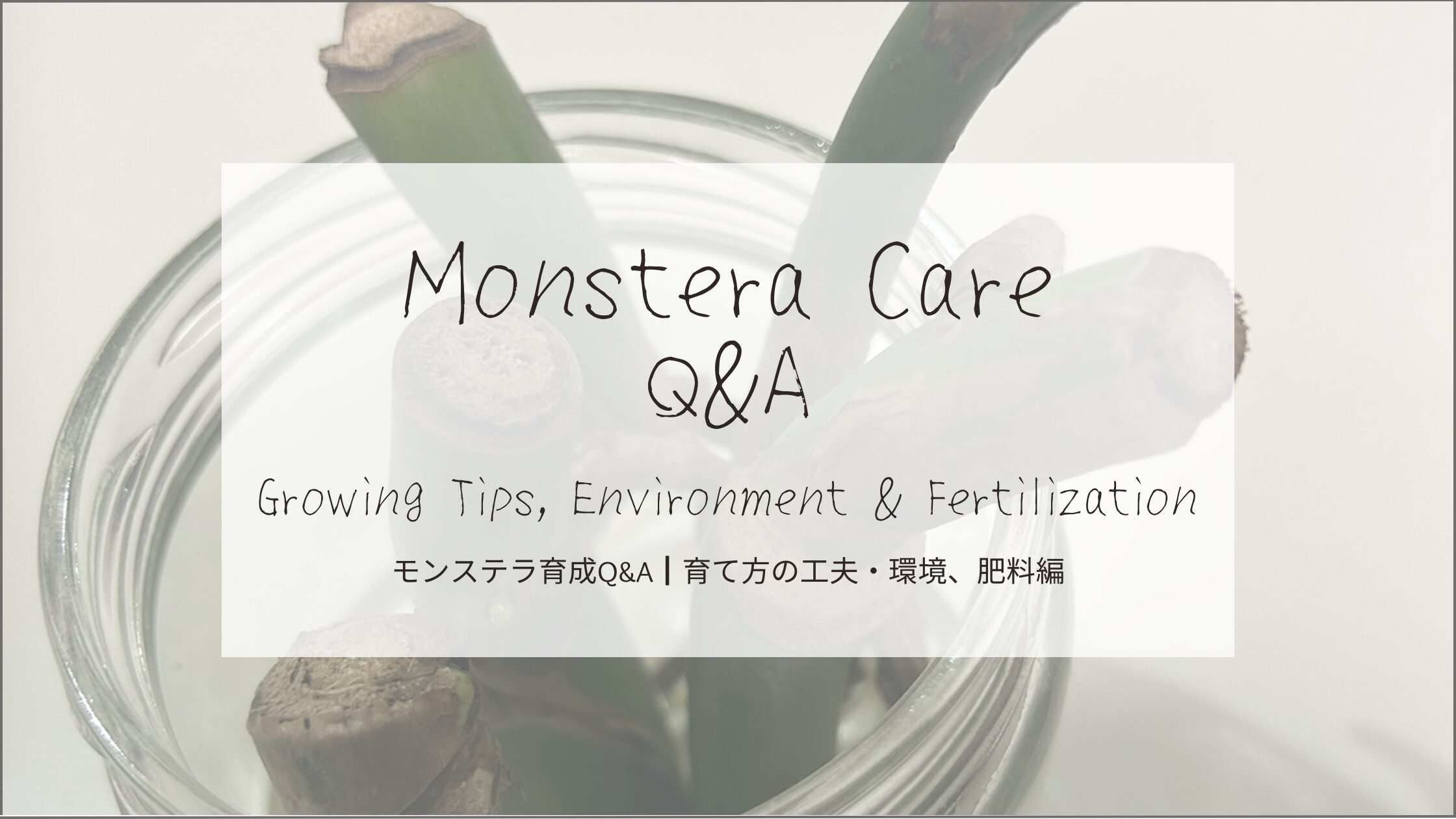 モンステラ育成Q&A┃育て方の工夫・環境、肥料-アイキャッチ画像。