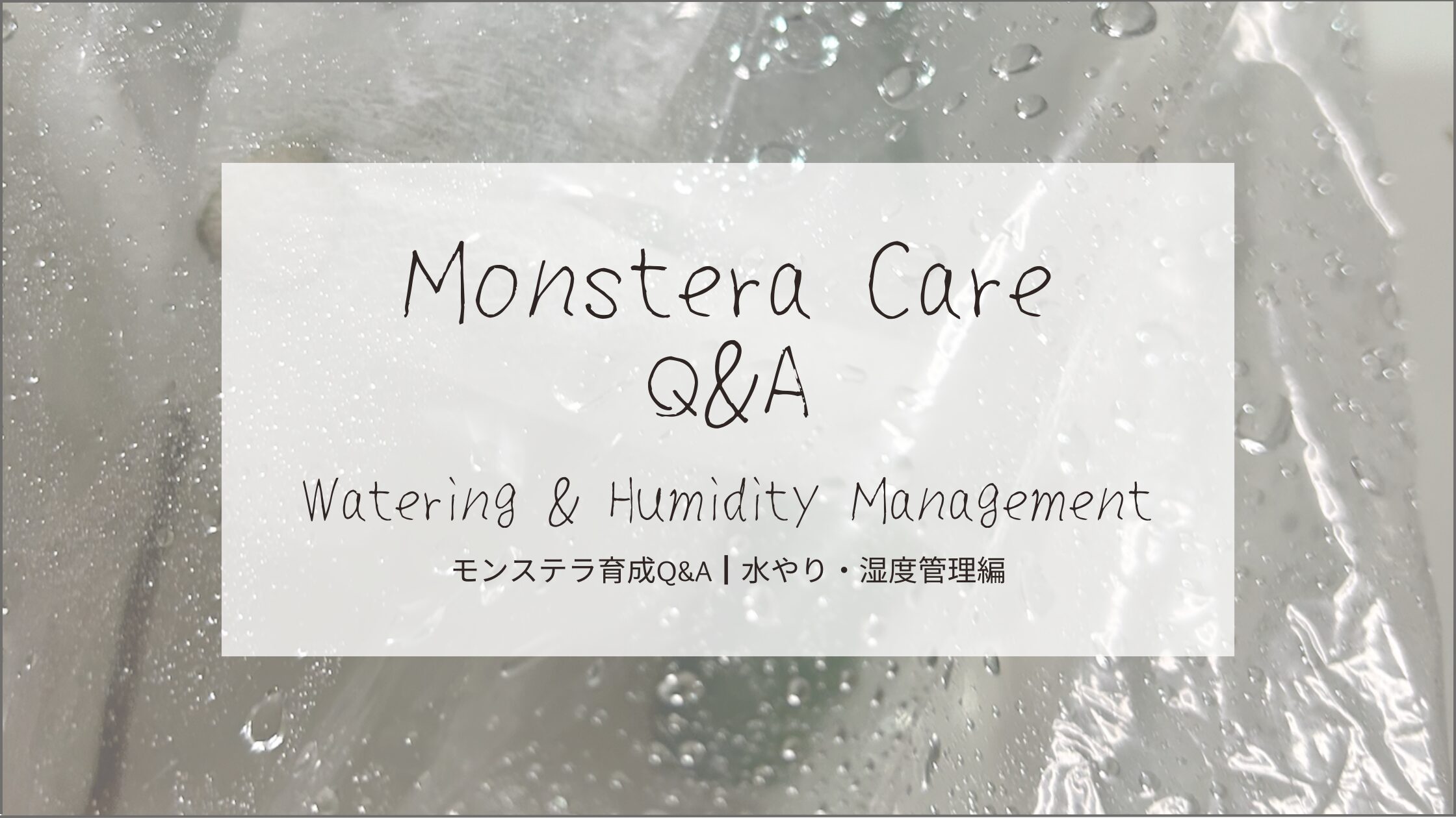 モンステラ育成Q&A┃水やり・湿度管理-アイキャッチ画像。
