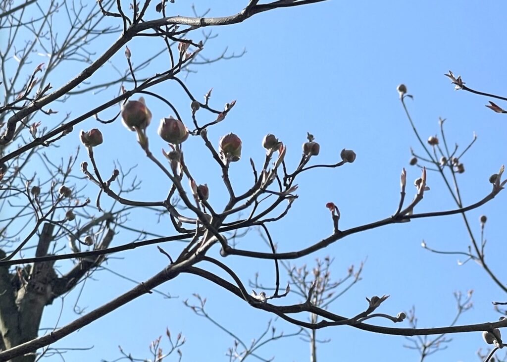 ハナミズキの蕾が膨らんでいる様子