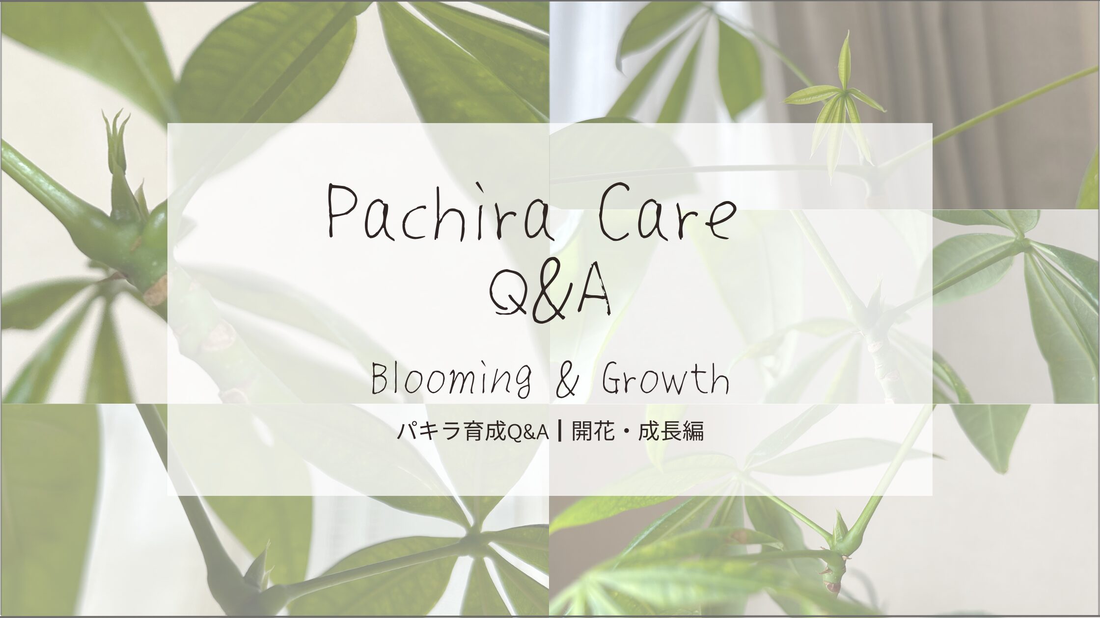 パキラ育成Q&A┃開花・成長-アイキャッチ画像。