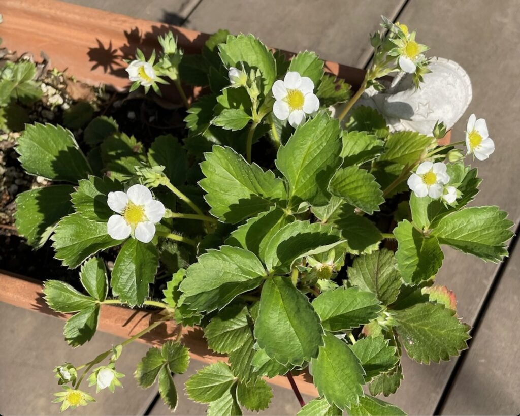 いちご の花が咲いた様子。