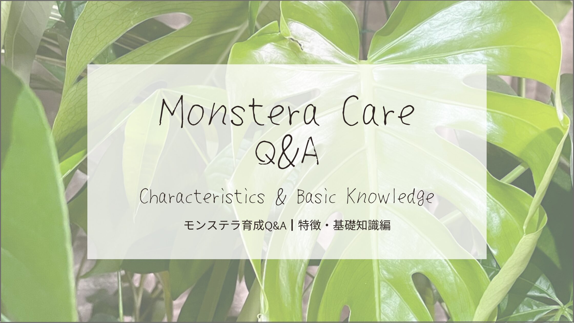 モンステラ育成Q&A┃モンステラの特徴・基礎知識編-アイキャッチ画像。