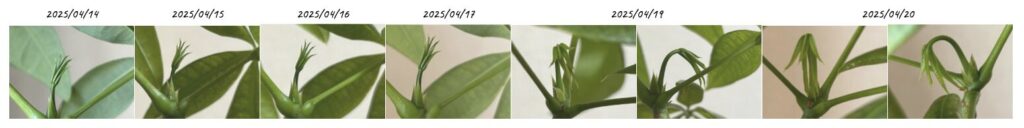 2025/04/14〜2025/04/20パキラの新芽の様子