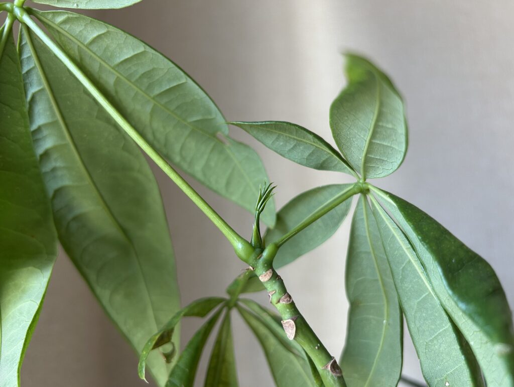 パキラ の新芽の様子