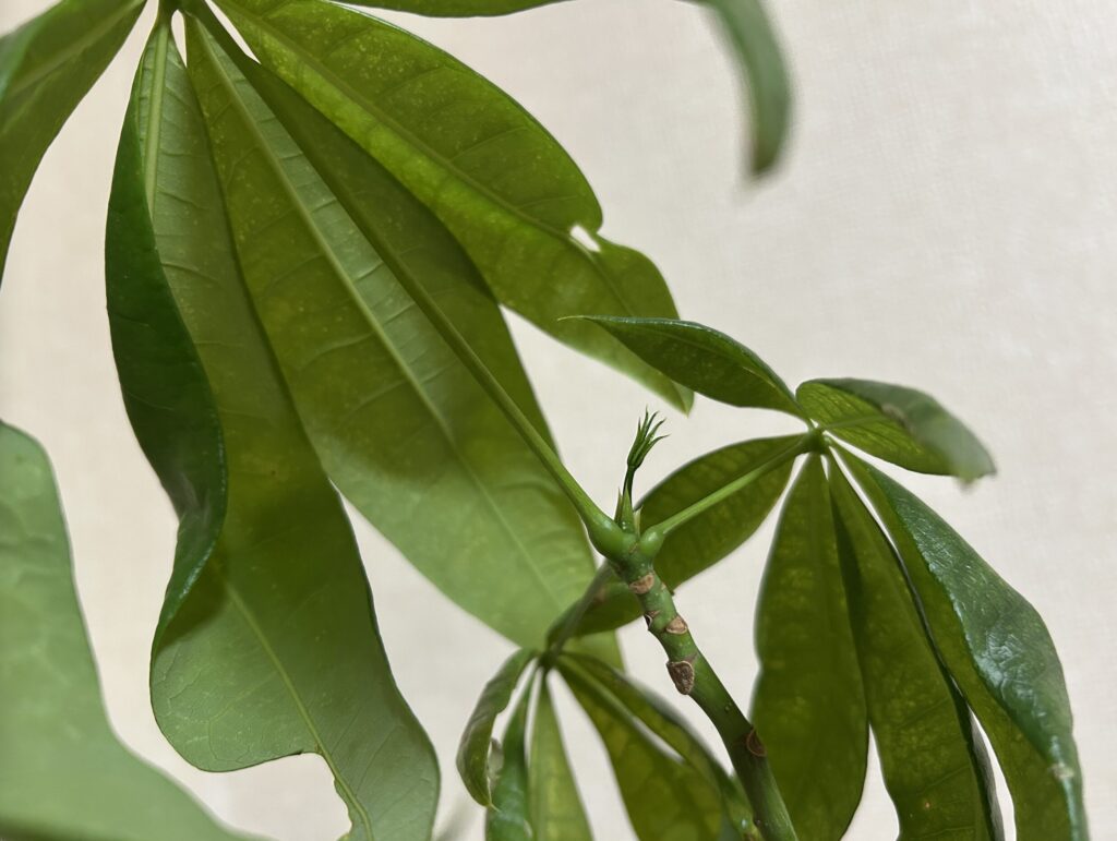 パキラの新芽の様子