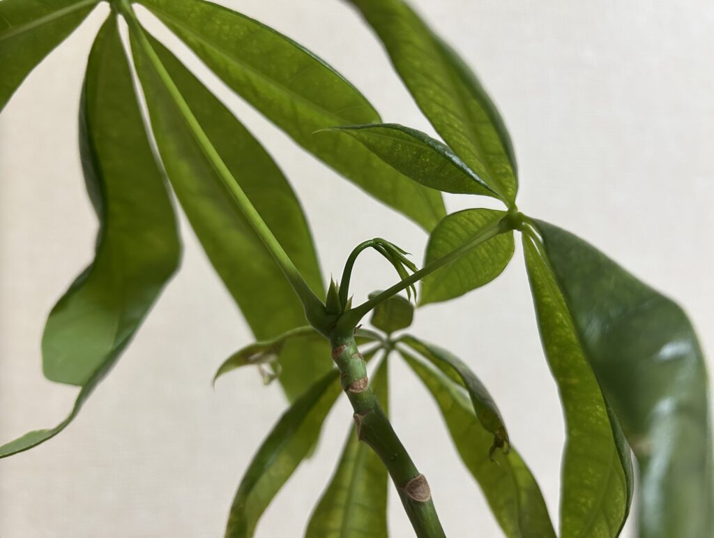 パキラ の新芽の様子