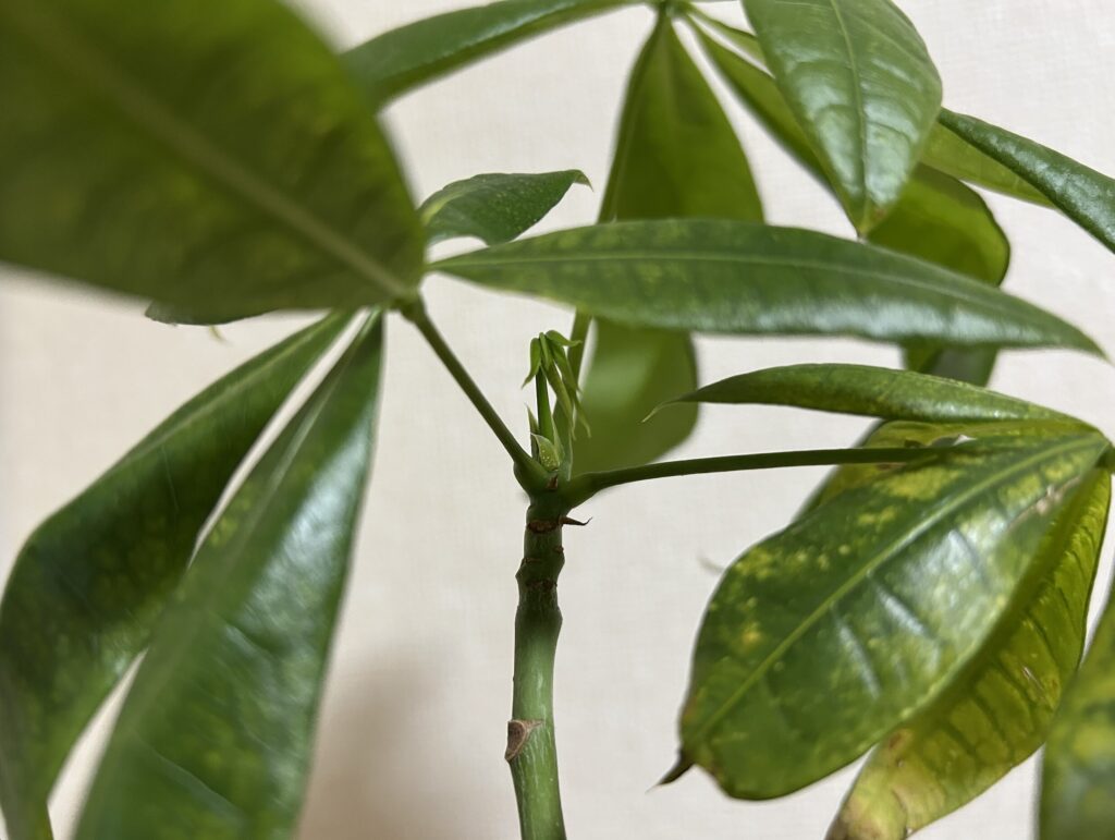 パキラの新芽の様子