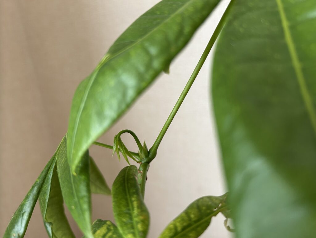 パキラの新芽の様子
