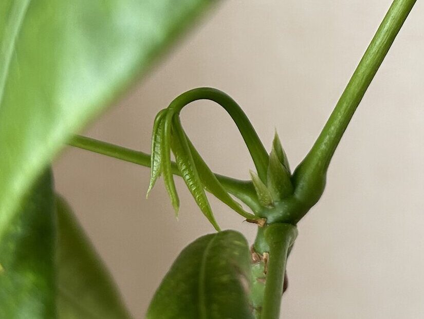 パキラの新芽の様子
