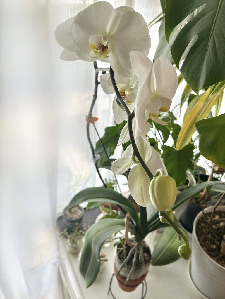 鉢育成・白胡蝶蘭
