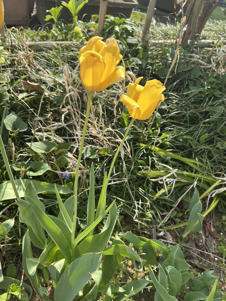 黄色のチューリップ