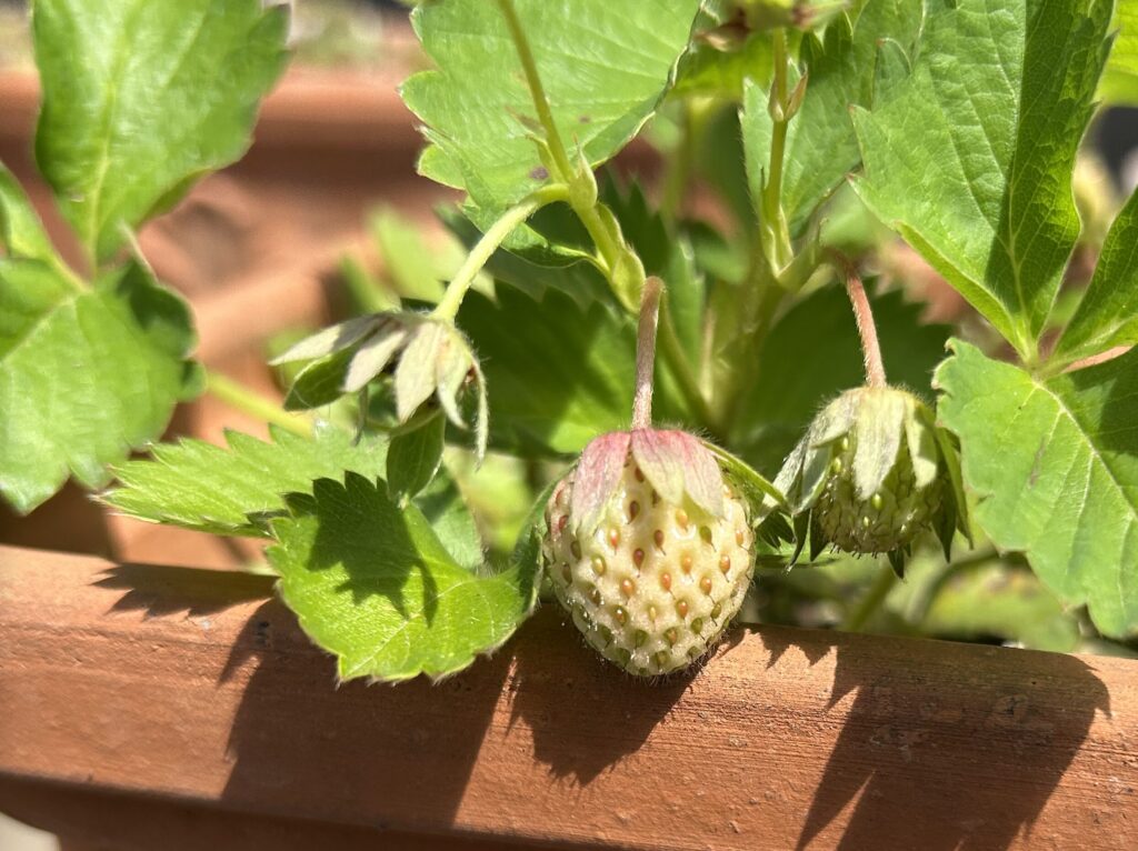 いちごの育成記録。花が咲き、小さないちごのが実る様子