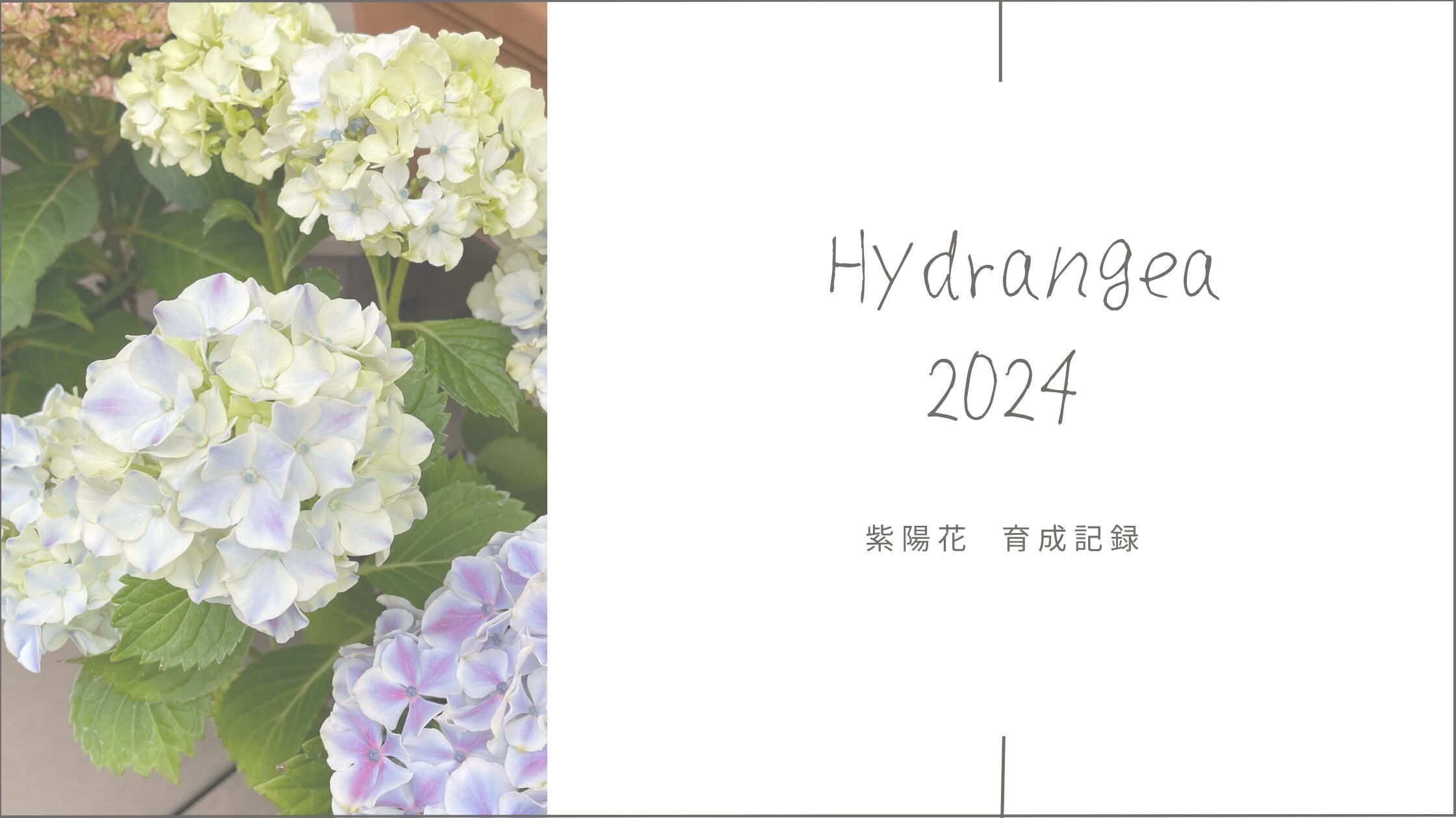 紫陽花育成記録アイキャッチ画像。