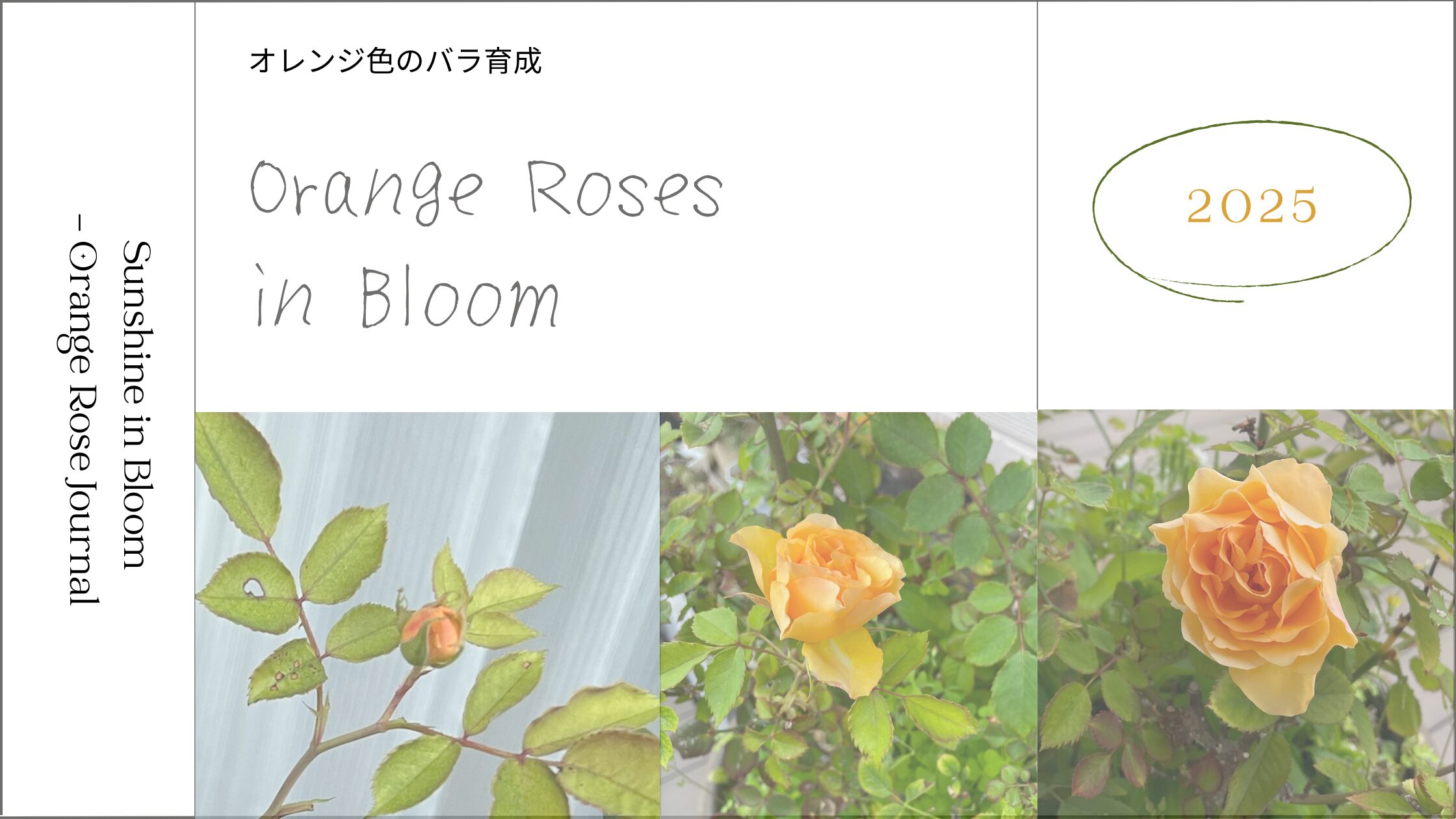 オレンジ色の薔薇。アイキャッチ画像
