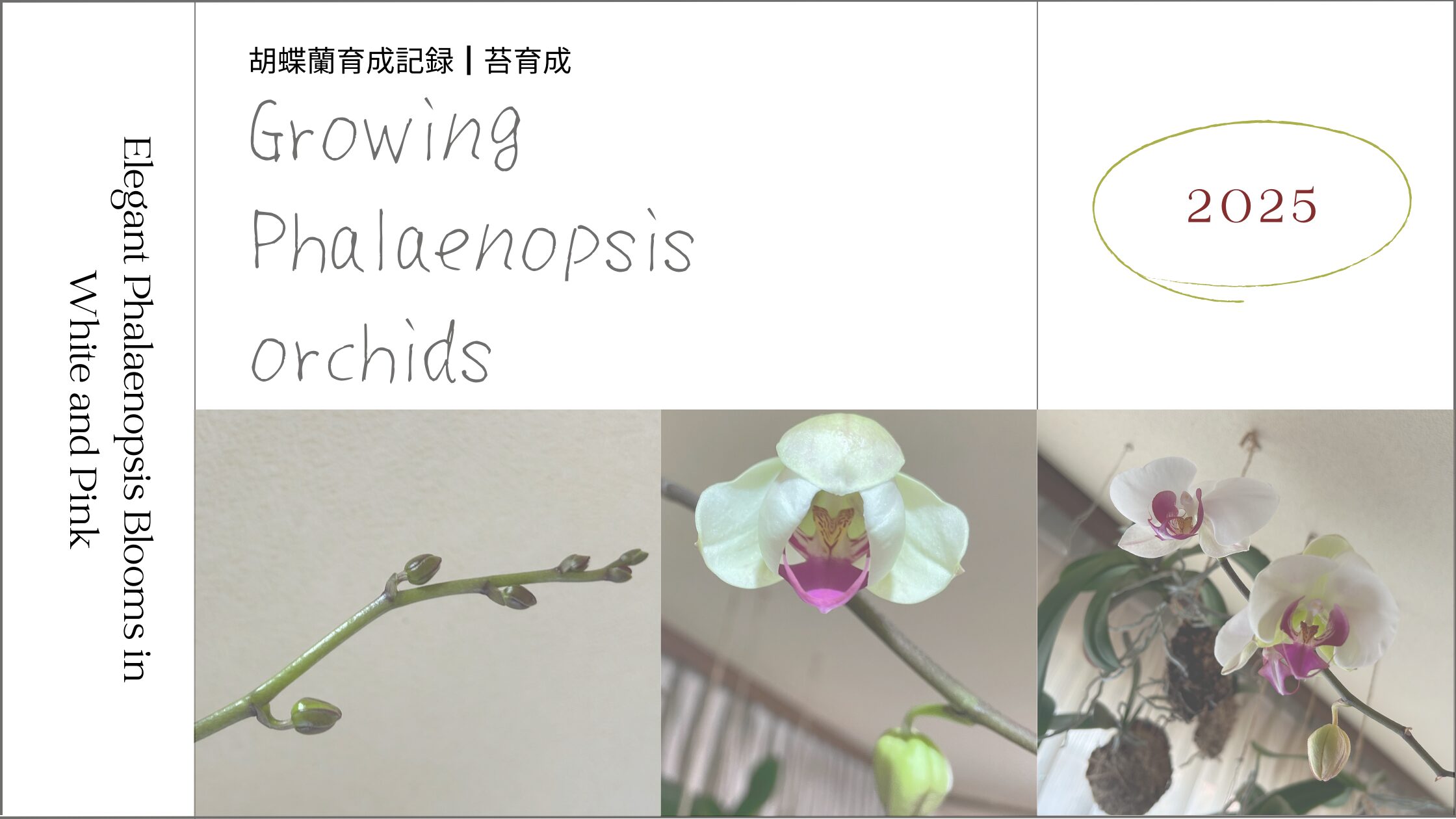 胡蝶蘭苔育成-満開記録アイキャッチ画像