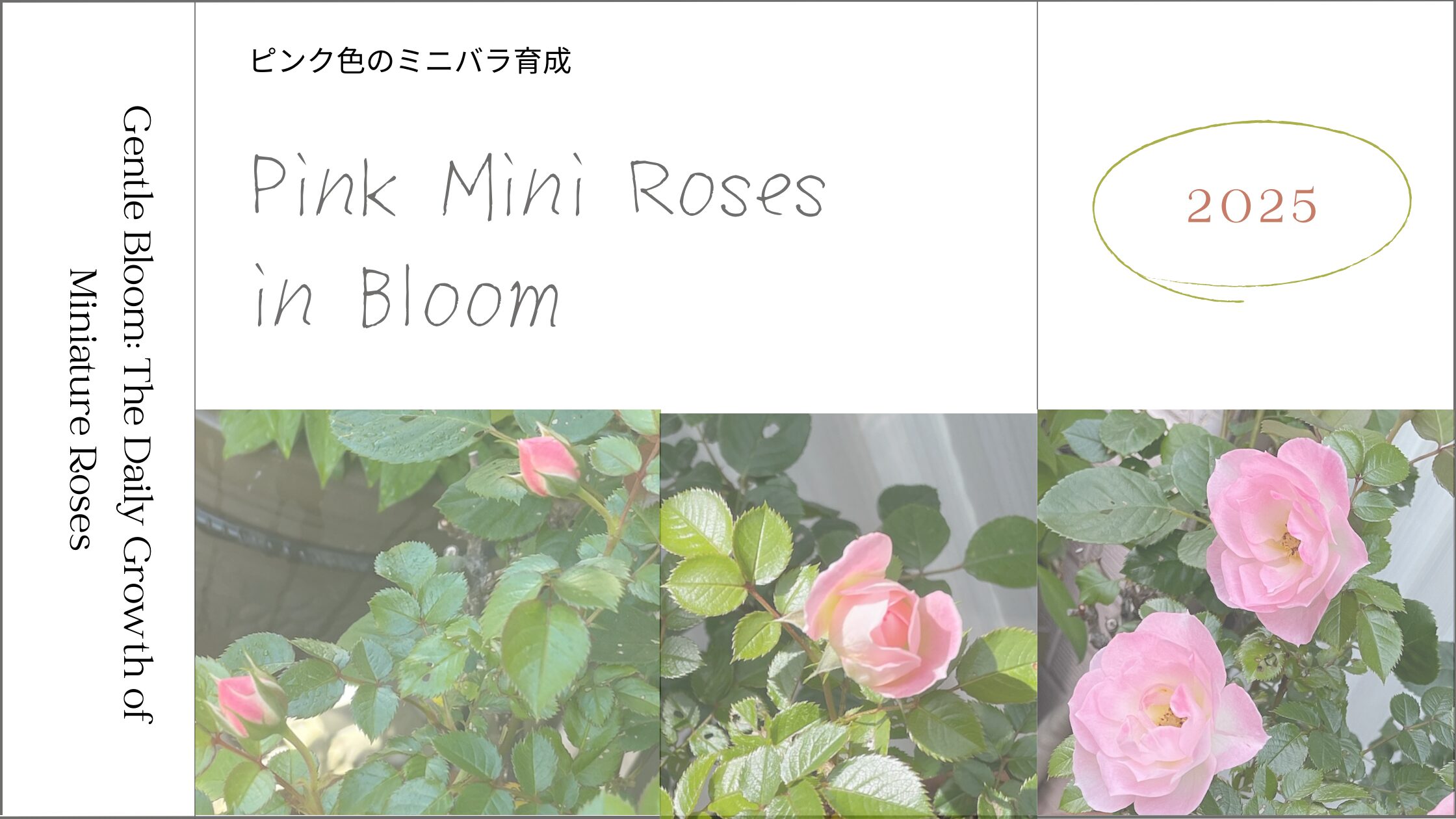 ミニ薔薇-満開記録アイキャッチ画像