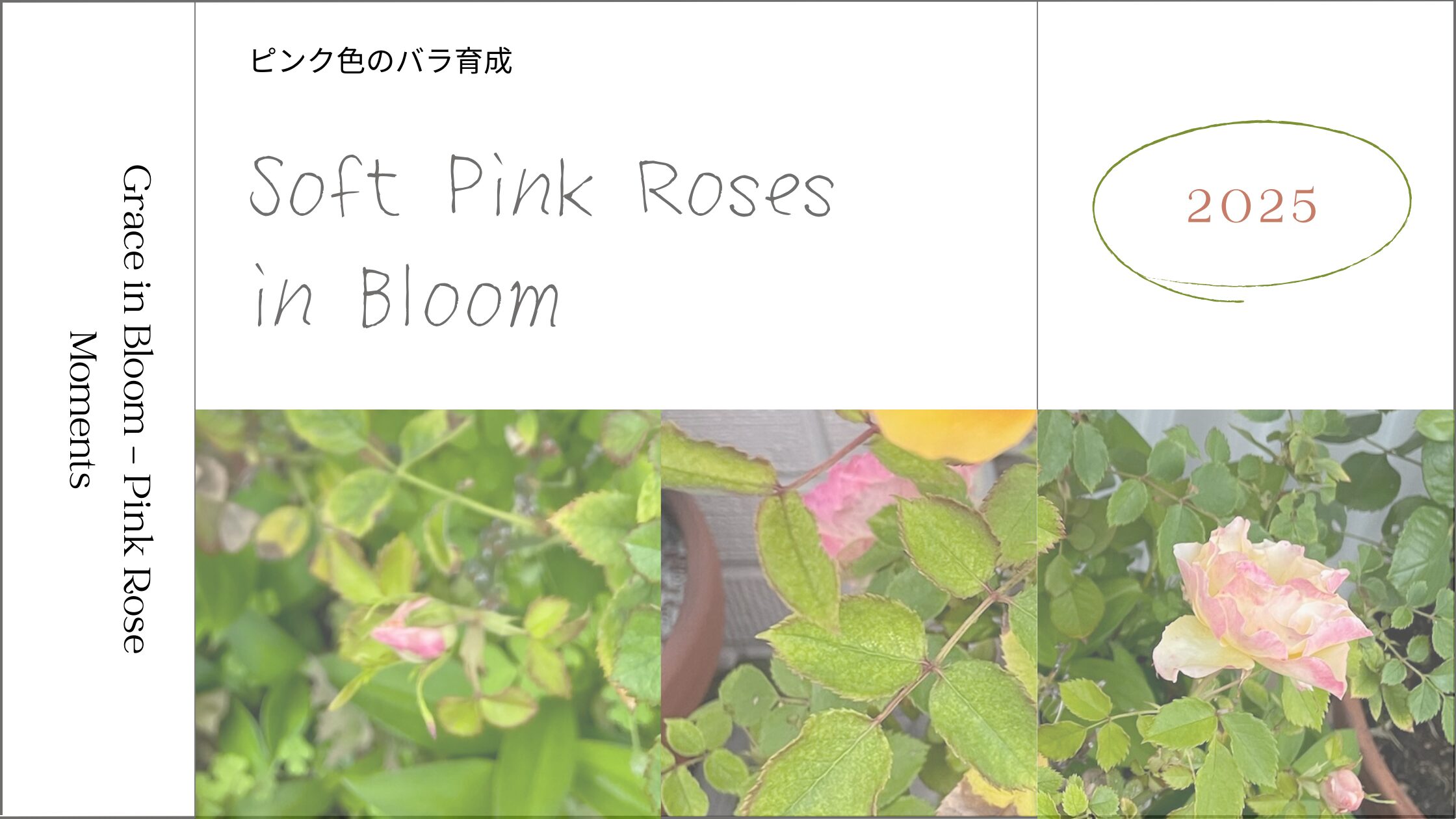 ピンク色の薔薇。アイキャッチ画像