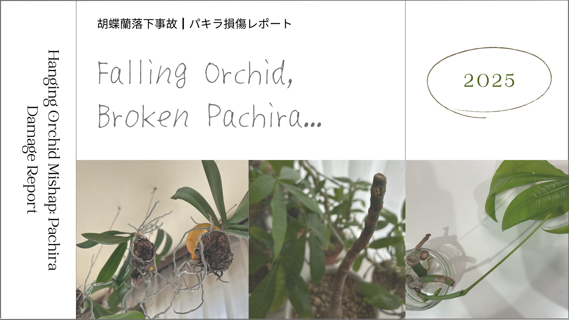 ドクダミ育成記録 アイキャッチ画像。