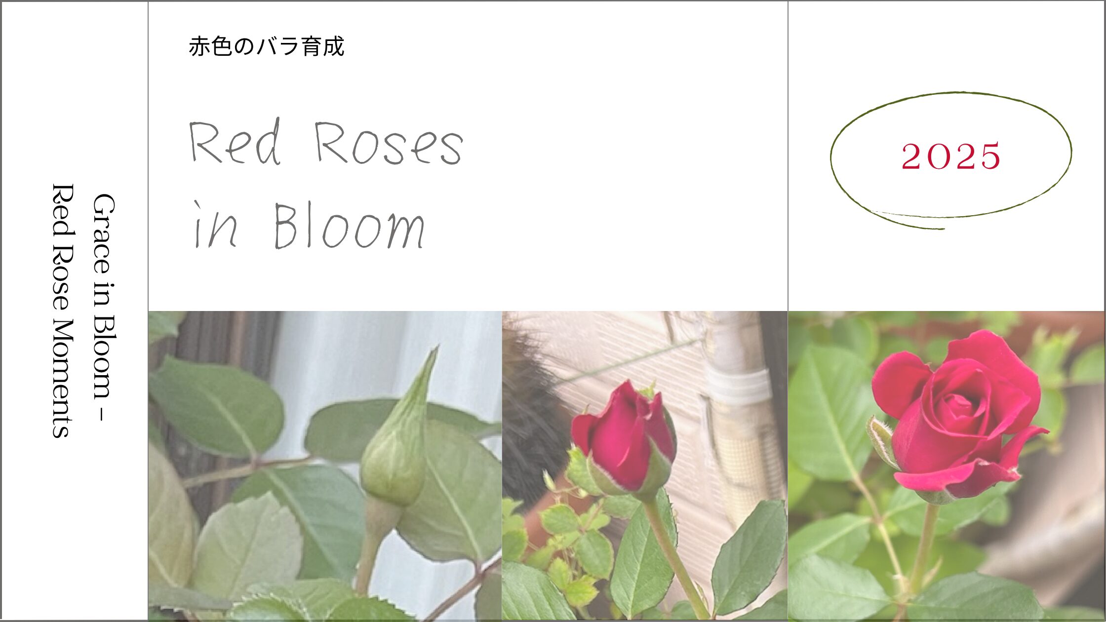 薔薇育成記録 アイキャッチ画像。