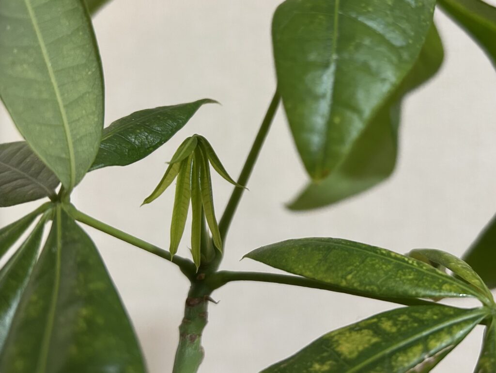 パキラ新芽の成長記録。小さな芽が徐々に開いてきた様子。