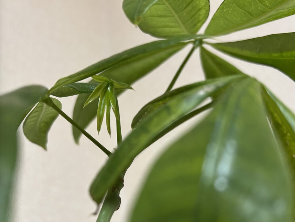 パキラ新芽の成長記録。小さな芽が徐々に開いてきた様子。
