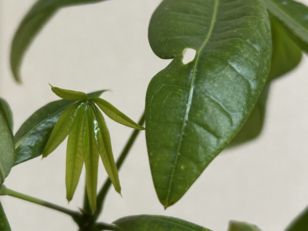 パキラ新芽の成長記録。小さな芽が徐々に開いてきた様子。