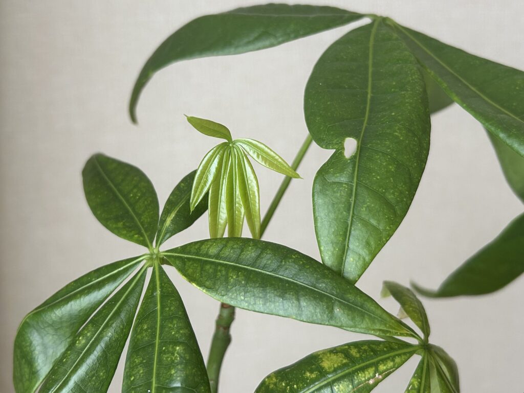 パキラ新芽の成長記録。小さな芽が徐々に開いてきた様子。