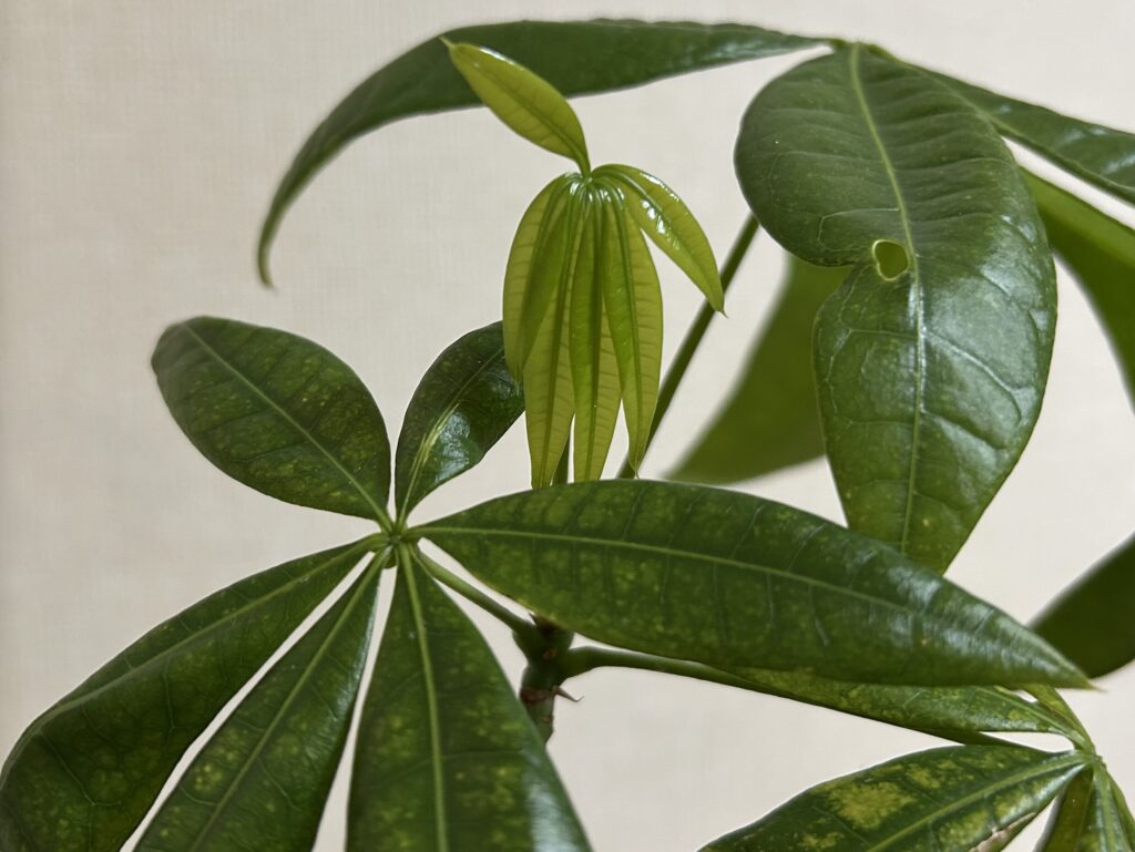 パキラ新芽の成長記録。小さな芽が徐々に開いてきた様子。