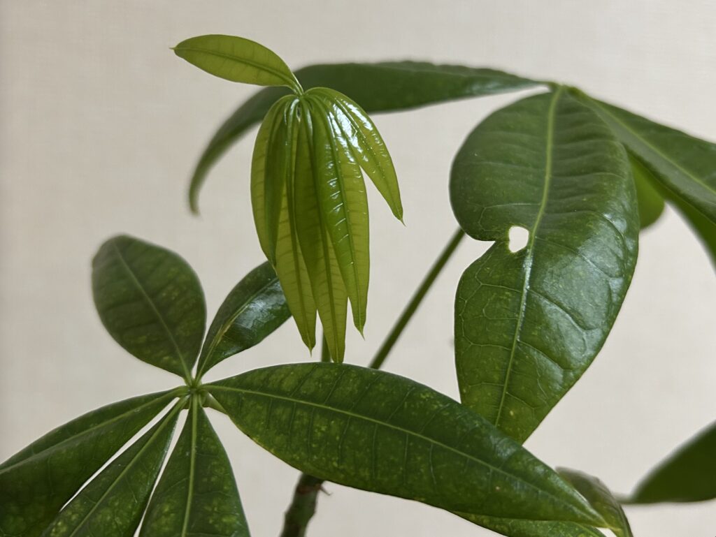 パキラ新芽の成長記録。小さな芽が徐々に開いてきた様子。