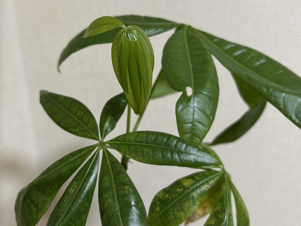 パキラ 新芽の成長記録。小さな芽が徐々に開いてきた様子。