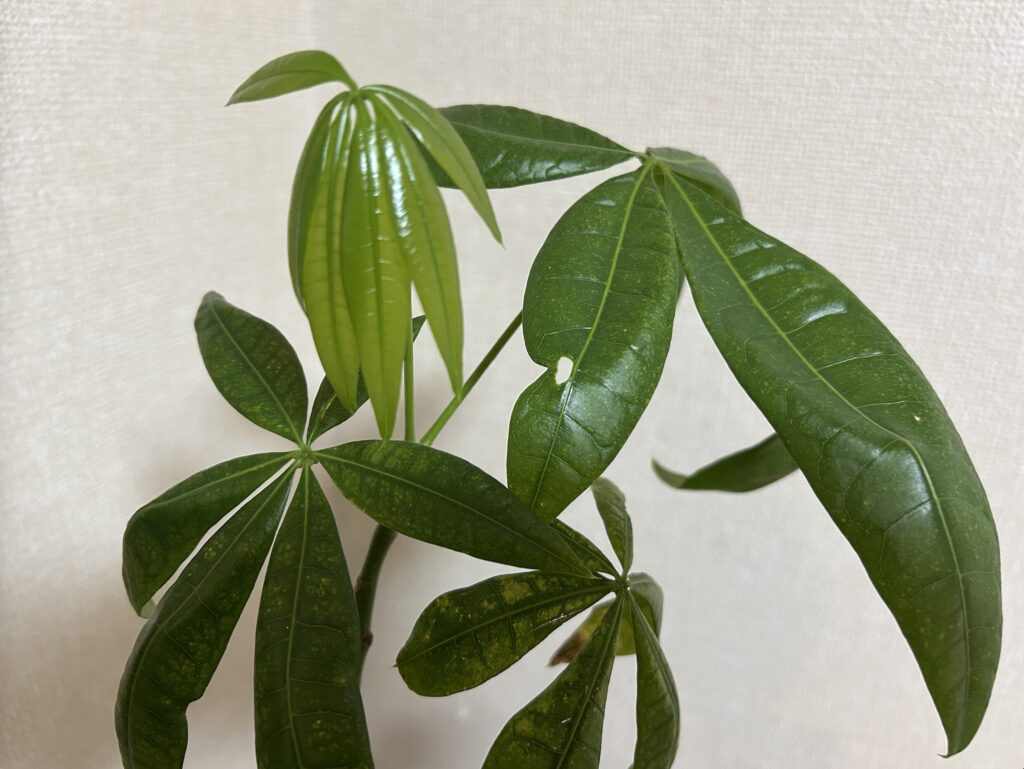 パキラ新芽の成長記録。小さな芽が徐々に開いてきた様子。