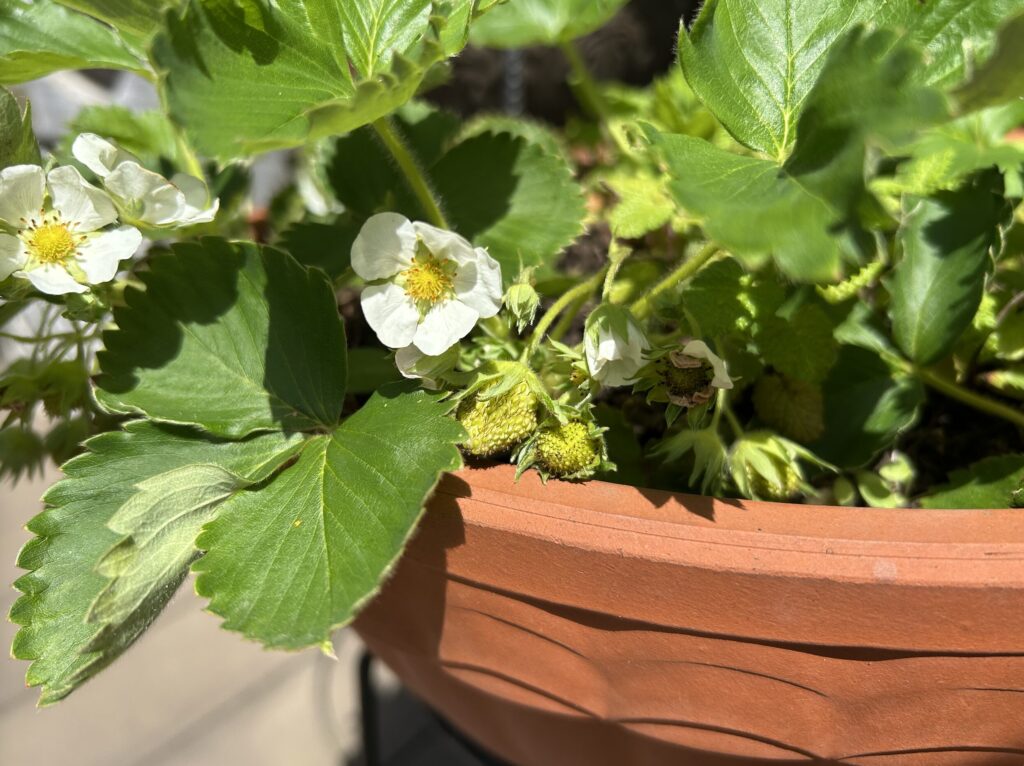 いちご の育成記録。花が咲き、小さないちごのが実る様子