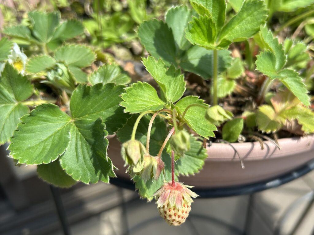 いちごの育成記録。花が咲き、小さないちごのが実る様子