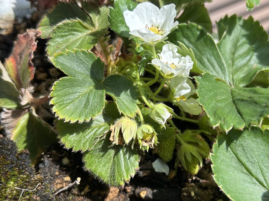 いちごの育成記録。花が咲き、小さないちごのが実る様子